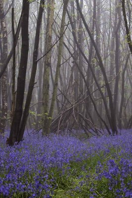 bluebell wood 9