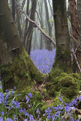 bluebell wood 2