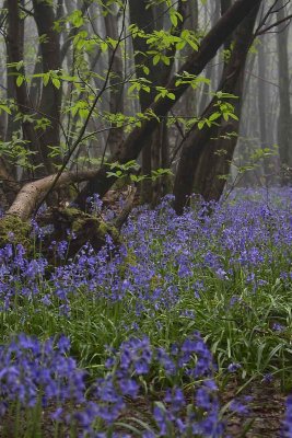 bluebell wood