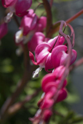 bleeding heart