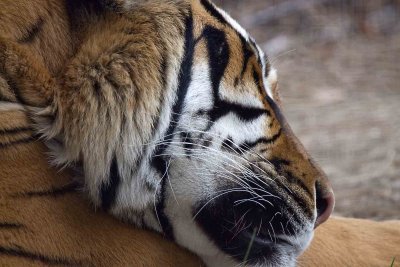 let sleeping tigers lay