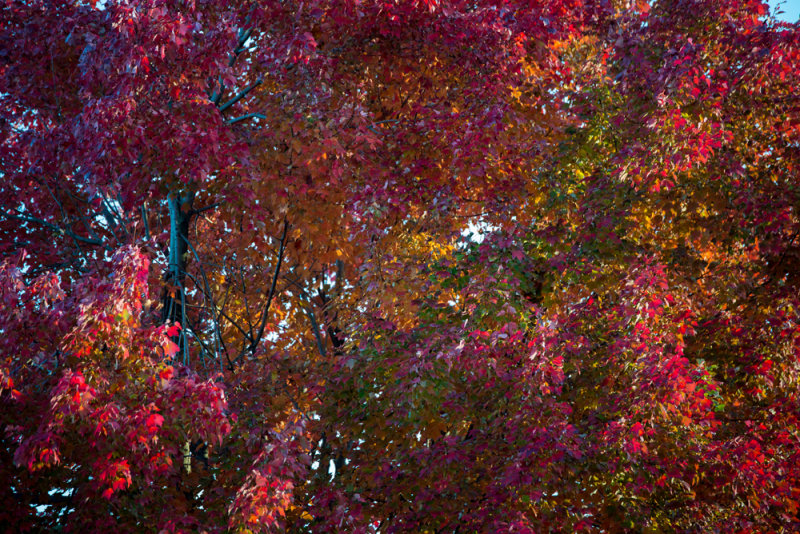 DSC_3618.jpg