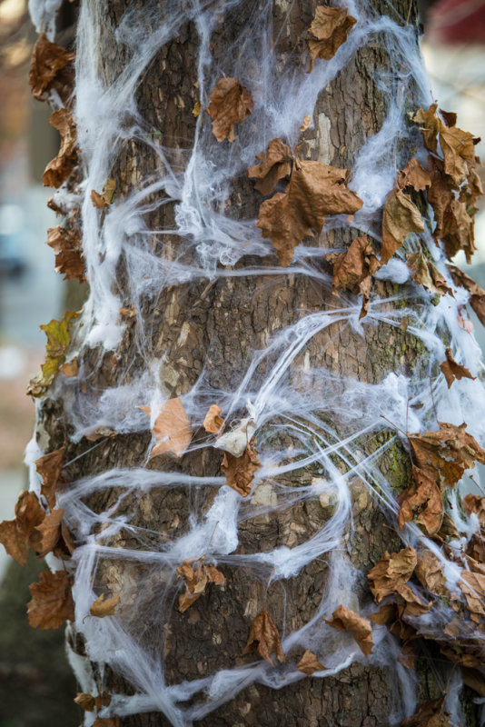DSC_3647.jpg