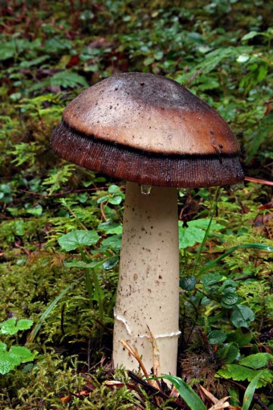 mushroom100113.jpg
