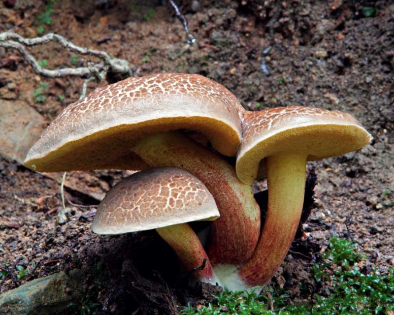 MushroomBolete100813_1.jpg
