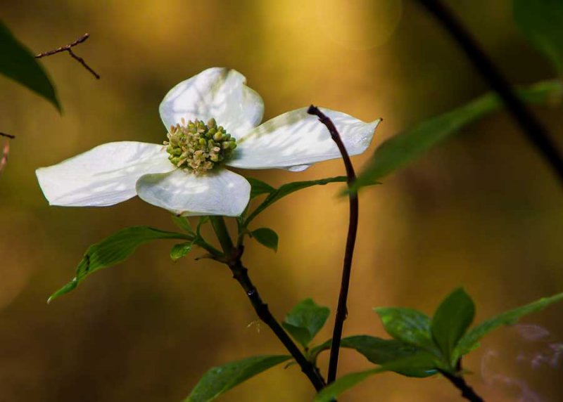 Dogwood_050514.jpg