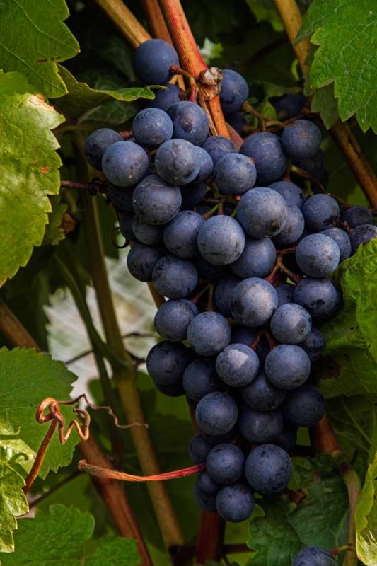 Grapes_2_092214.jpg