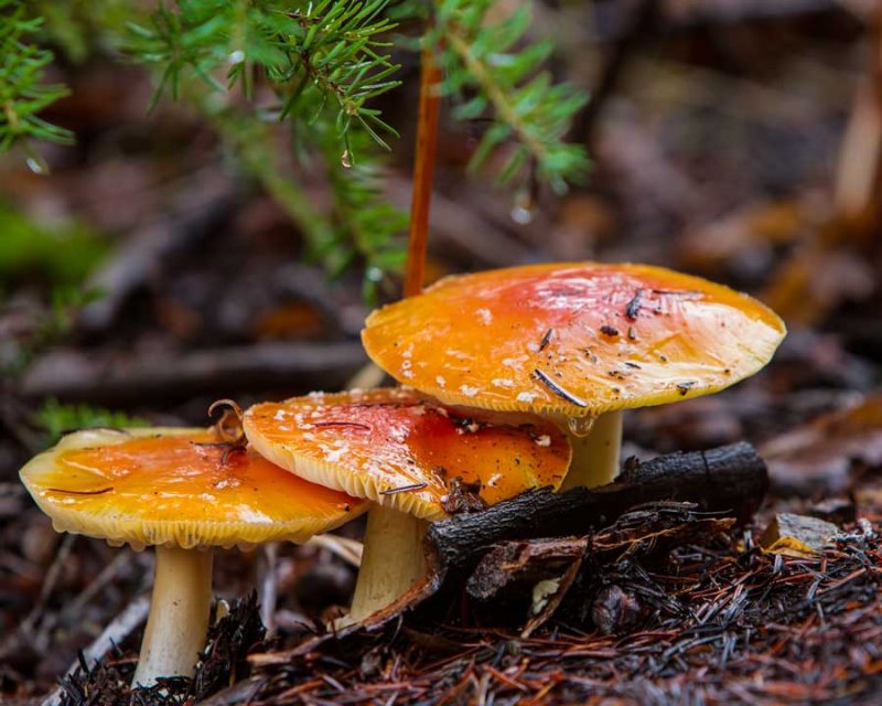 AmanitaMuscaria3_110114.jpg