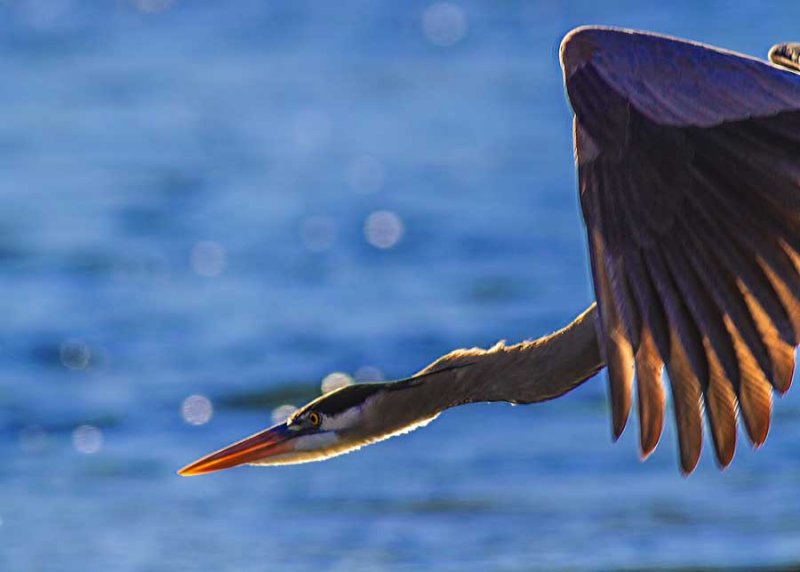 BlueHeronCloseFlight123014.jpg
