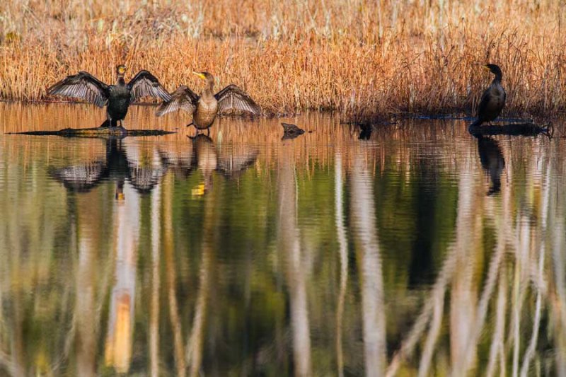 CormorantsBarnabySlough013115.jpg 8x12