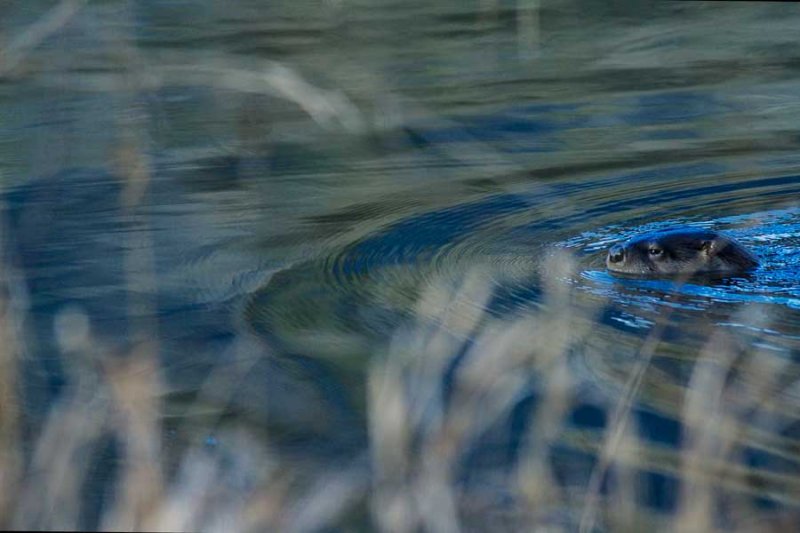 OtterBarnabySlough031815.jpg