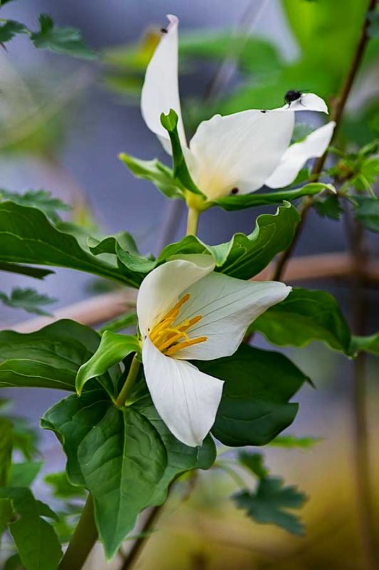 Trillium032615.jpg 30x20