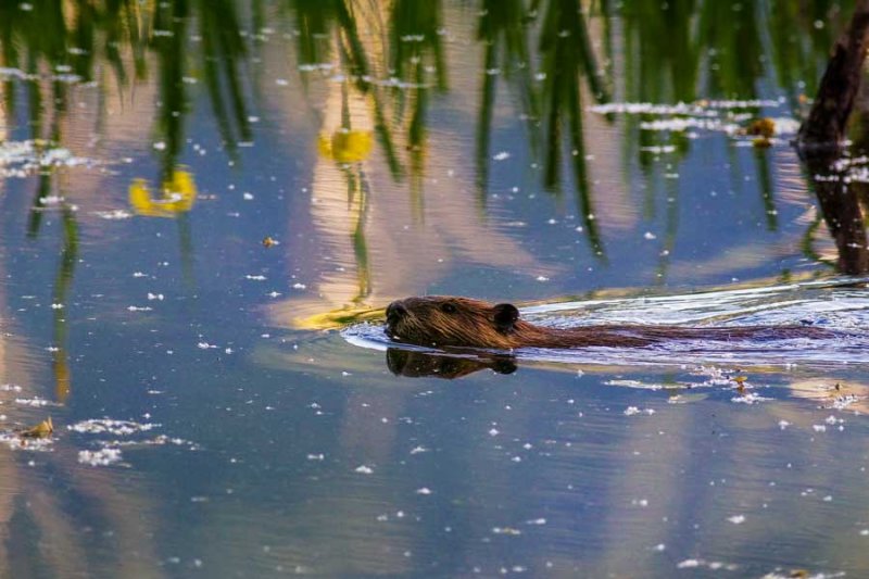 BeaverBarnabySloughIrisRefl051915.jpg 20x30