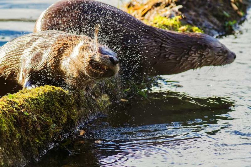 OtterBarnabySlough5_022216.jpg