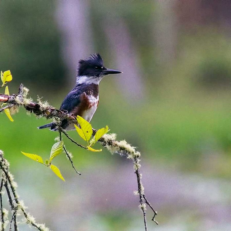 BeltedKingfisher061316.jpg