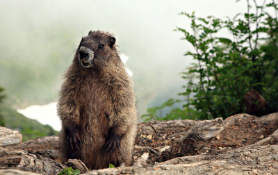 MarmotSauk.jpg