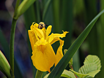 IrisBee052413.jpg