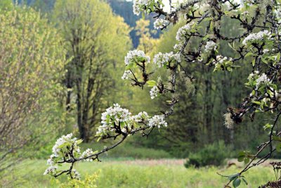 AppleBlossoms043013_2.jpg