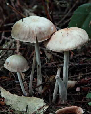 Mushrooms092013_1.jpg