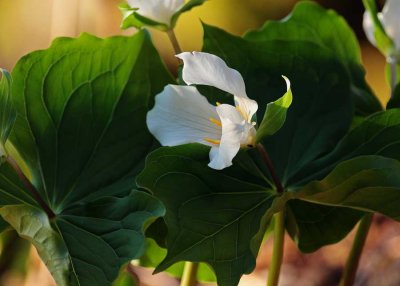 Trillium040114_1.jpg 20x30