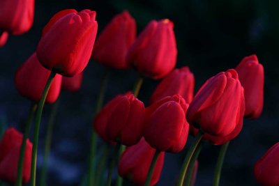 Tulips041114_4.jpg