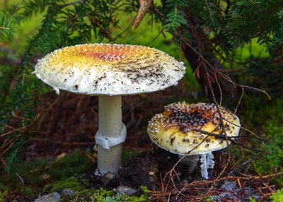 AmanitaMuscaria_1_092914.jpg