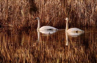 2TrumpterSwans1_111814.jpg