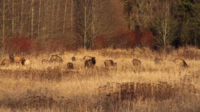 ElkRckprtField022215.jpg