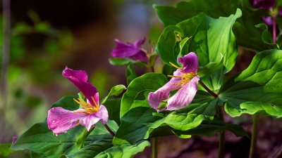 TrilliumPurpleBarnabySlough040815.jpg