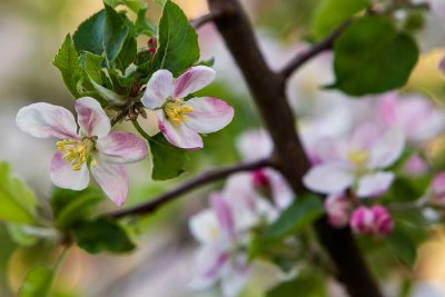 AppleBlossoms041915.jpg