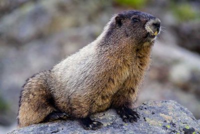 MarmotSaukMt061915.jpg