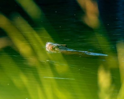BeaverBarnabySlough_2_061715.jpg