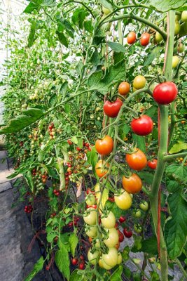 TomatoesBlueHeronFarm080215_1.jpg