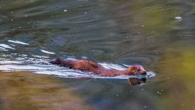 MinkBarnabySlough032016.jpg