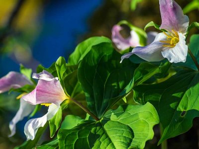 TrilliumBarnabySlough033116.jpg