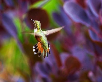 HummingbirdBakerLkLodge070116_3.jpg