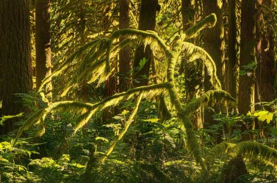 VineMapleMossRckprtStPrk072516_HDR2.jpg