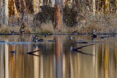 BarnabySloughDucks022516.jpg