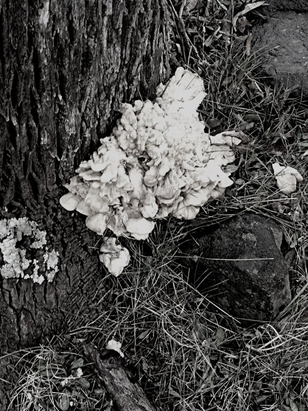 Fungus B&W