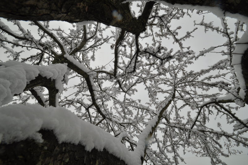 Snow Tree
