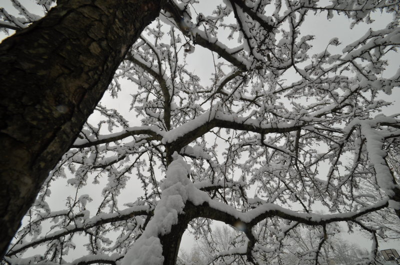 Snow Branches
