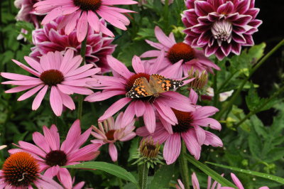 Flowers from Maine 2012 vacation