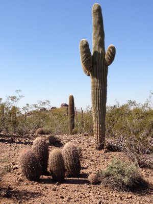 Desert Botanical Gardens, Phoenix, AZ