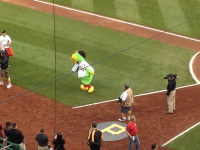 Pirate Parrot