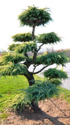 This Tree Belongs In Whoville