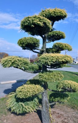 Another Whoville Tree