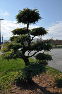 Whoville Tree
