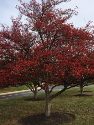Cranberry Tree?