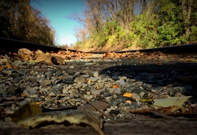 Life's Path: From A Field Mouse's Perspective