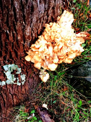 Fungus on a Cold Rainy Day